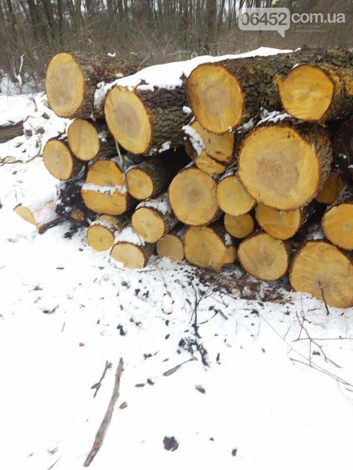 Под Северодонецком вырубили 2 га леса (фото), фото-1 Под Северодонецком вырубили 2 га леса (фото), фото-1