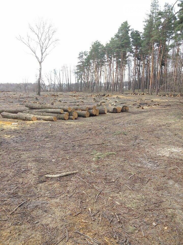 Под Северодонецком вырубили 2 га леса (фото), фото-5 Под Северодонецком вырубили 2 га леса (фото), фото-5