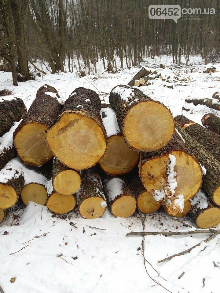 Под Северодонецком вырубили 2 га леса (фото), фото-2 Под Северодонецком вырубили 2 га леса (фото), фото-2