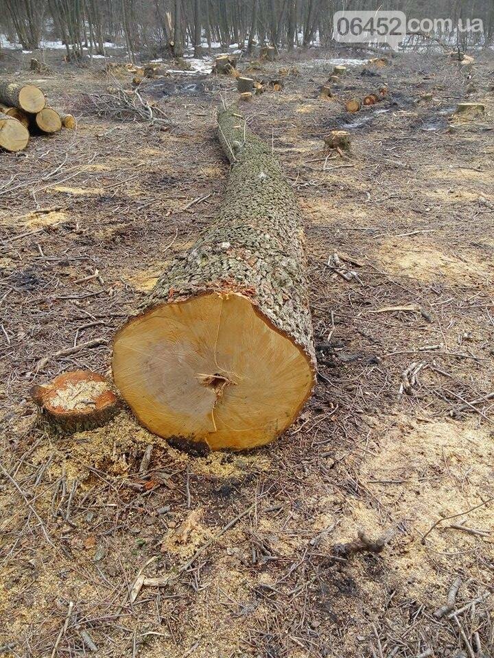 Под Северодонецком вырубили 2 га леса (фото), фото-6 Под Северодонецком вырубили 2 га леса (фото), фото-6