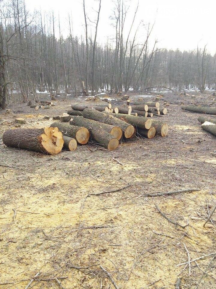 Под Северодонецком вырубили 2 га леса (фото), фото-4 Под Северодонецком вырубили 2 га леса (фото), фото-4