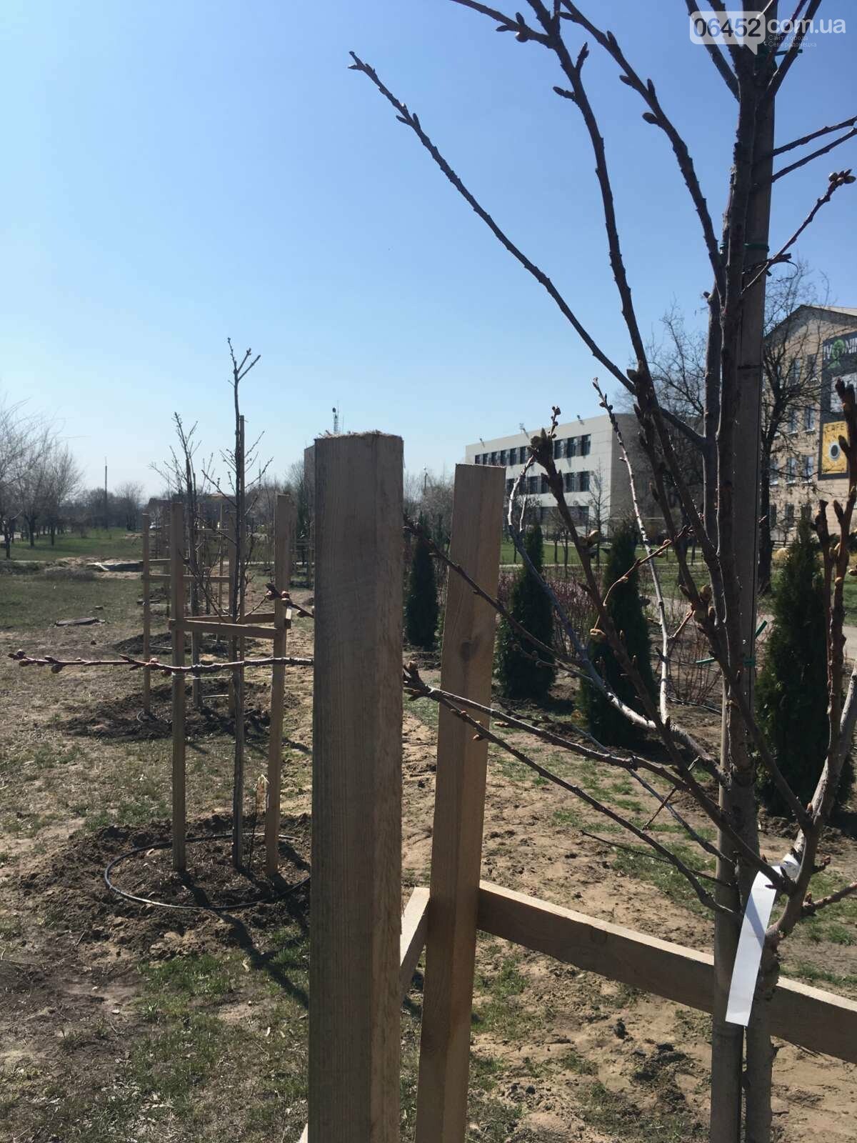 Северодонецкий сквер-оазис продолжает расцветать, фото-7 Северодонецкий сквер-оазис продолжает расцветать, фото-7