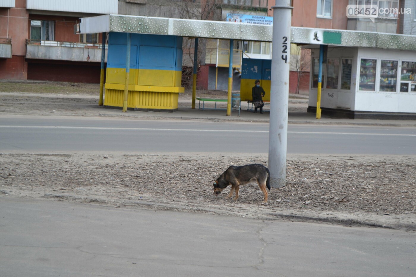 Бродячие собаки — реальная опасность Северодонецка , фото-3 Бродячие собаки — реальная опасность Северодонецка , фото-3