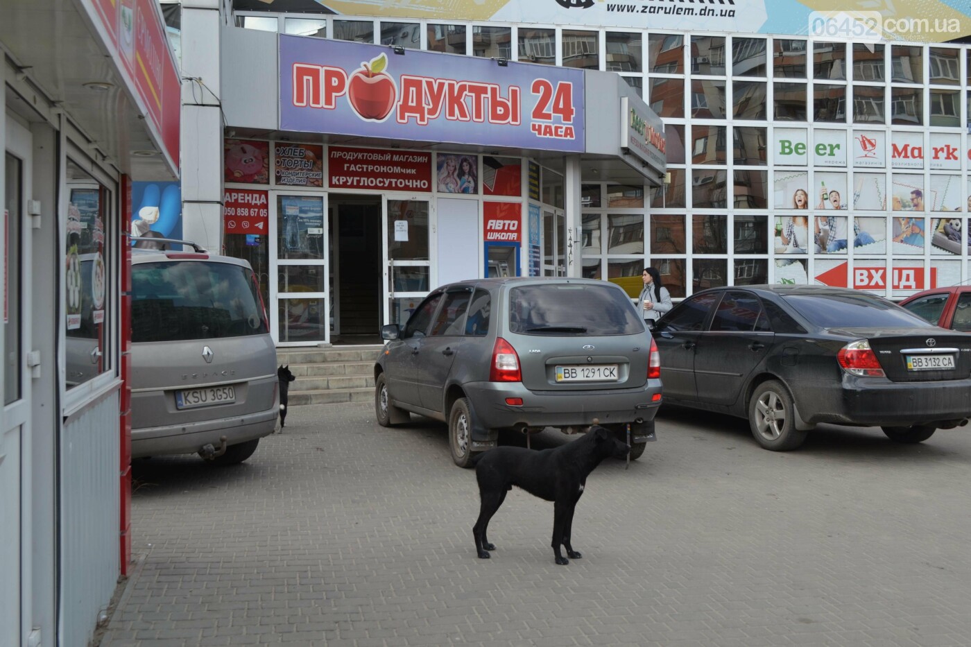 Бродячие собаки — реальная опасность Северодонецка , фото-5 Бродячие собаки — реальная опасность Северодонецка , фото-5