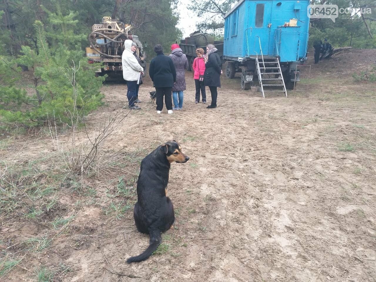 Бродячие собаки — реальная опасность Северодонецка , фото-4 Бродячие собаки — реальная опасность Северодонецка , фото-4