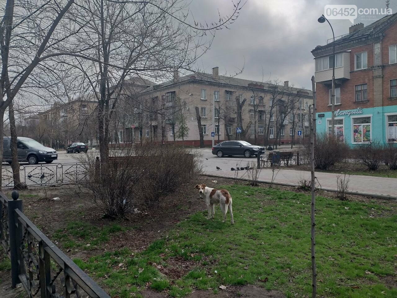 Бродячие собаки — реальная опасность Северодонецка , фото-2 Бродячие собаки — реальная опасность Северодонецка , фото-2