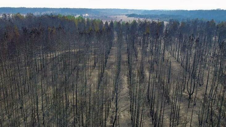 Леса Луганщины вновь находятся под угрозой из-за вредителей