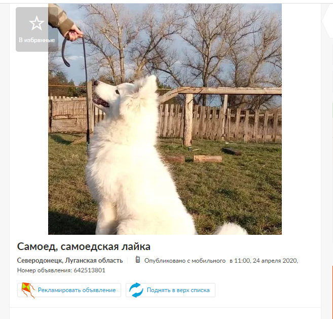Домашние животные в Северодонецке : самые дорогие и бюджет..., фото-2 Домашние животные в Северодонецке : самые дорогие и бюджетные предложения, фото-2