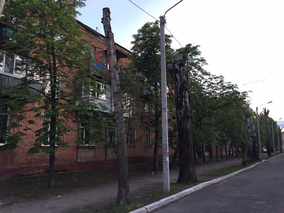 Обрезка деревьев в Северодонецке - польза или вред?, фото-3 Обрезка деревьев в Северодонецке - польза или вред?, фото-3
