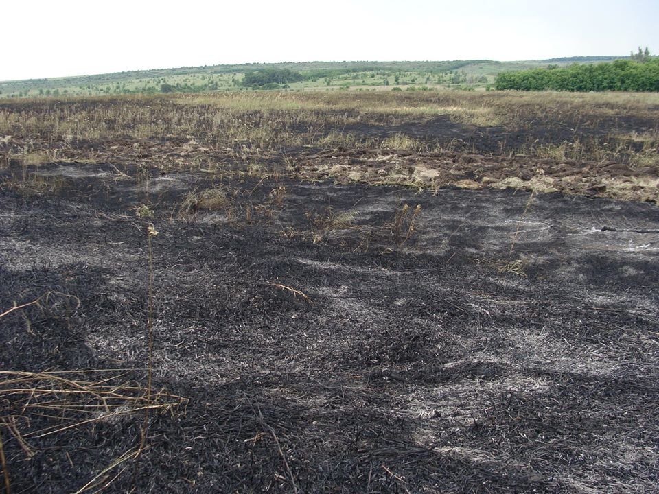 В Луганской области выжигается заповедная степь, фото-2 В Луганской области выжигается заповедная степь, фото-2