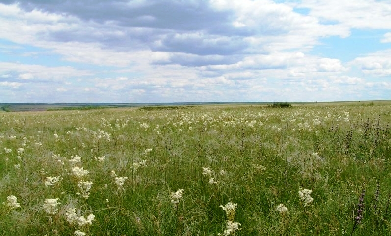 В Луганской области выжигается заповедная степь, фото-4 В Луганской области выжигается заповедная степь, фото-4