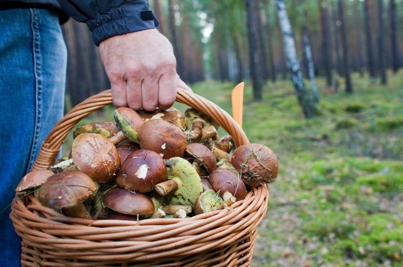 Грибной сезон: где, когда и как лучше собирать грибы, фото-1 Грибной сезон: где, когда и как лучше собирать грибы, фото-1