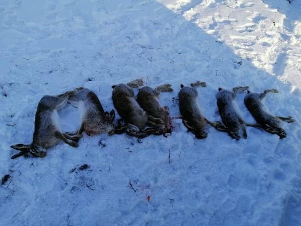 На Луганщине незаконно истребляют диких животных 