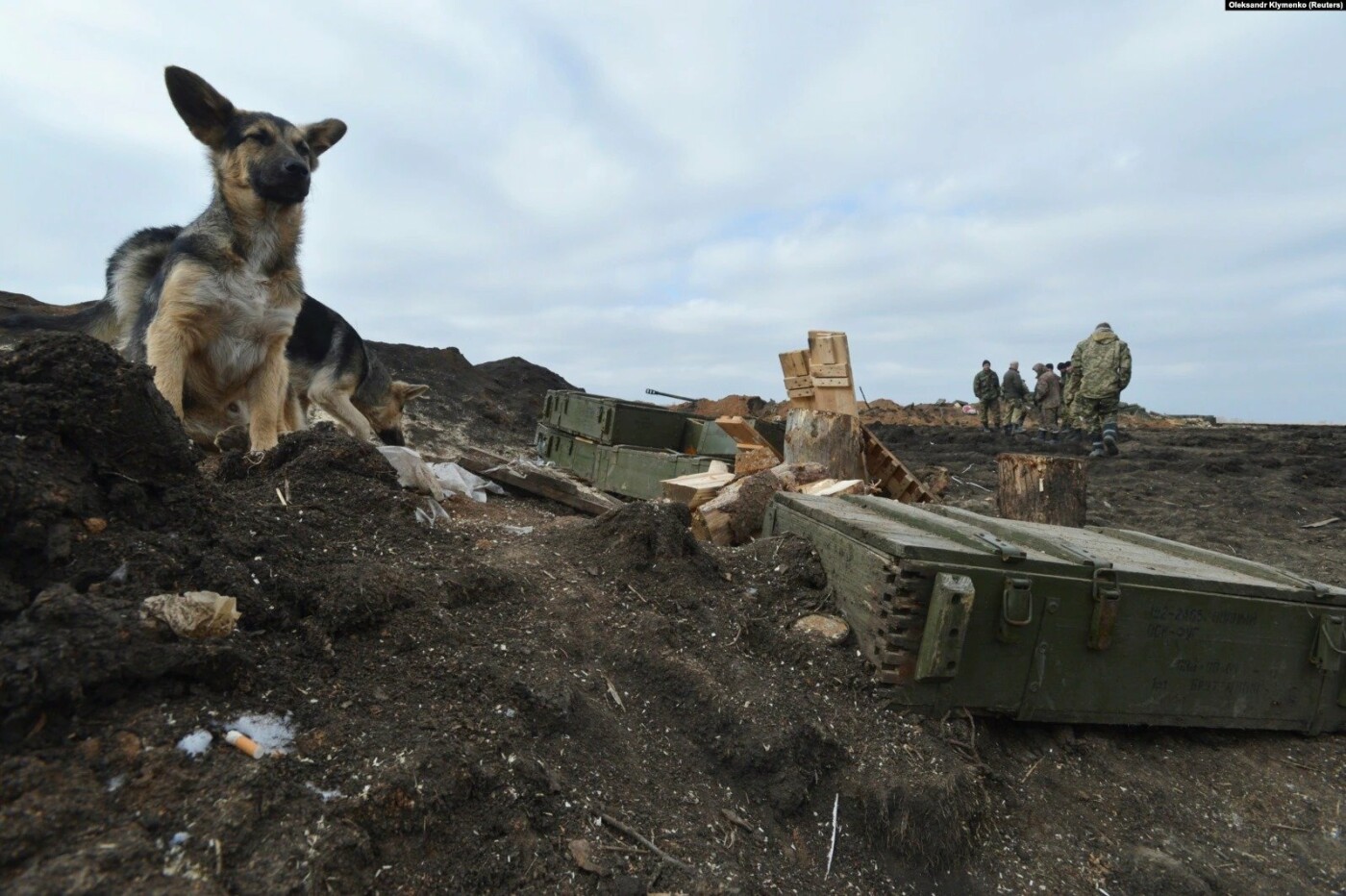 Преданные спутники: военным на Донбассе помогают четвероногие друзья