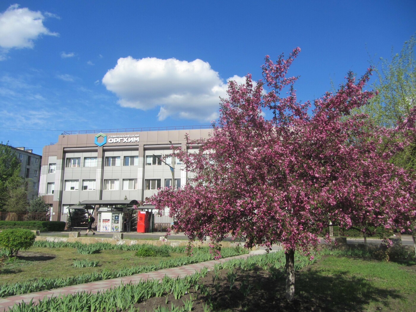 Полюбуйся: в Городском Дворце Культуры цветут японские сак..., фото-11 Полюбуйся: в Городском Дворце Культуры цветут японские сакуры (фото), фото-11
