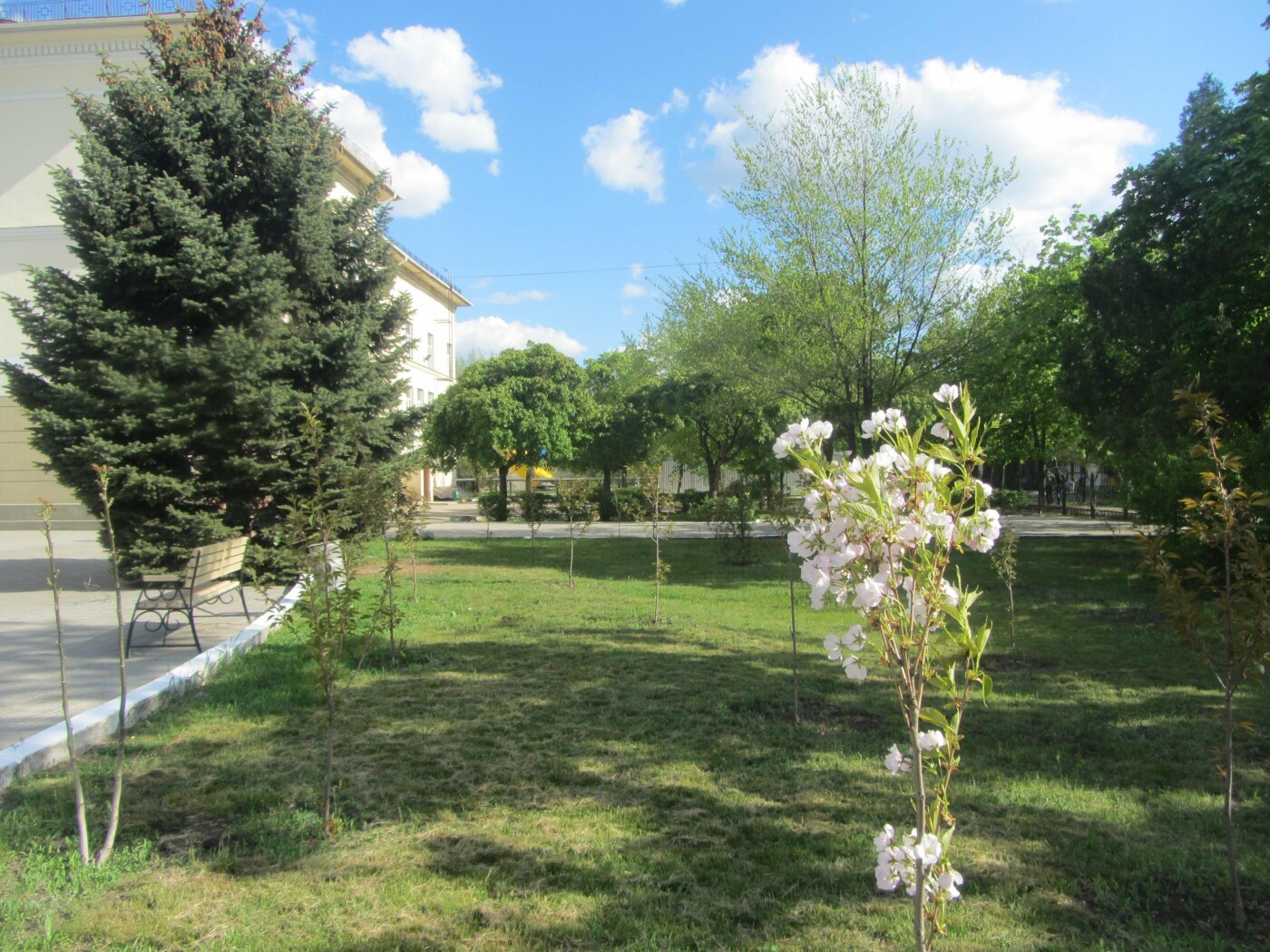 У Городского Дворца Культуры цветут сакуры У Городского Дворца Культуры цветут сакуры, 06452.com.ua