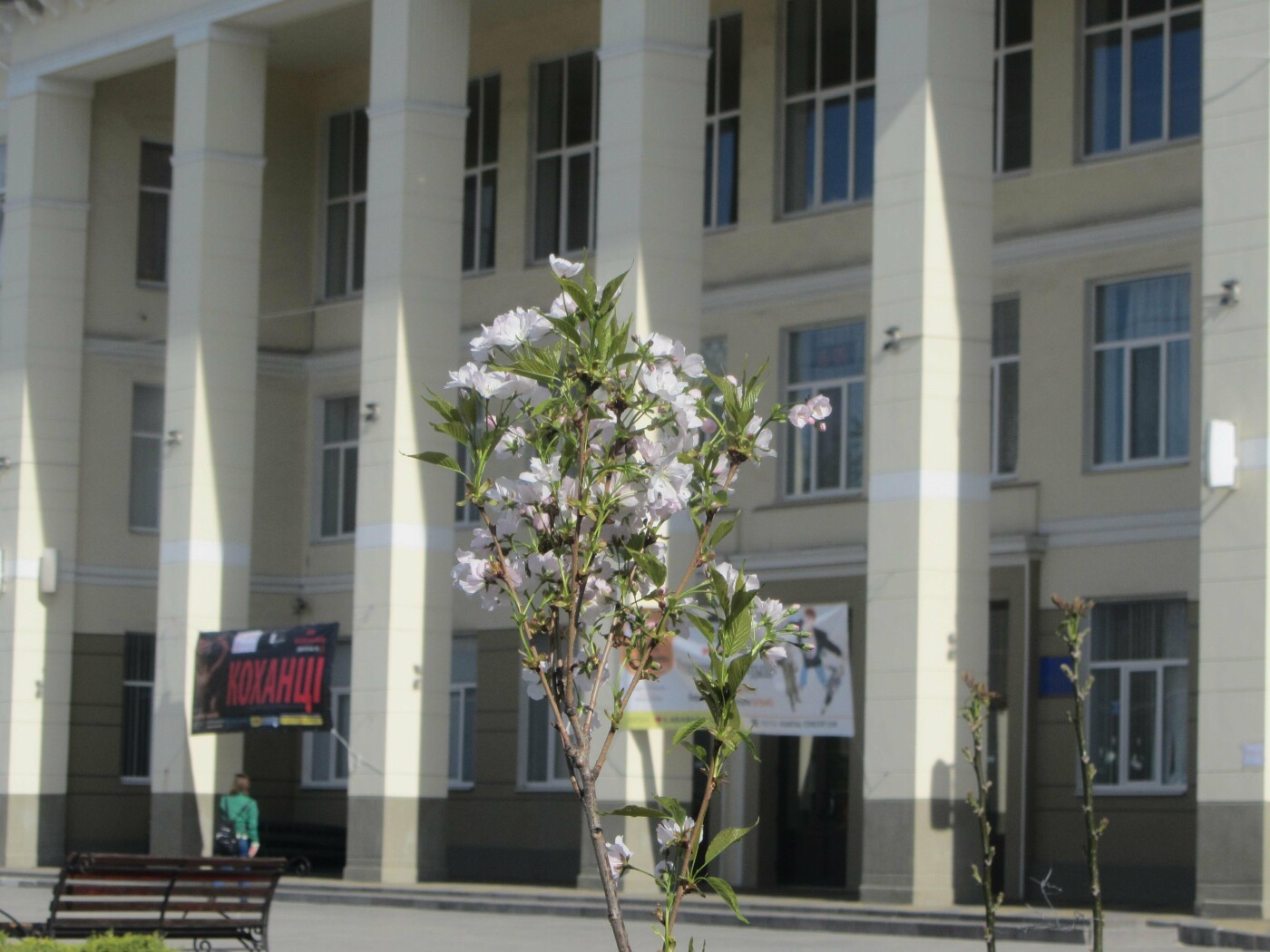 У Городского Дворца Культуры цветут сакуры У Городского Дворца Культуры цветут сакуры, 06452.com.ua