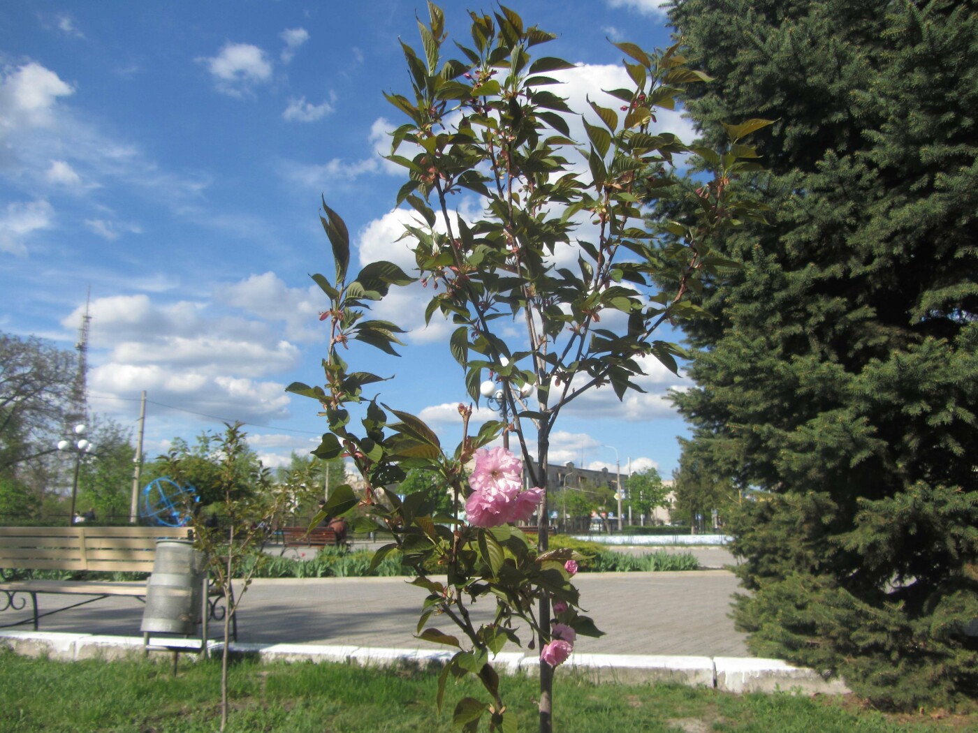 У Городского Дворца Культуры цветут сакуры У Городского Дворца Культуры цветут сакуры, 06452.com.ua
