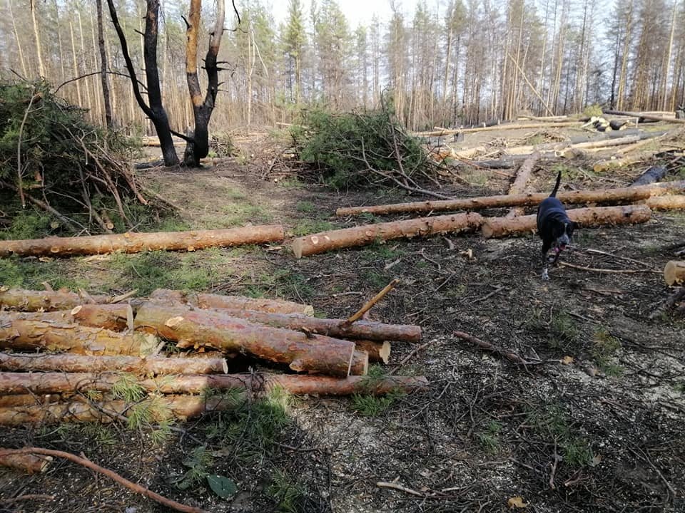 В пригородах Северодонецка массово вырубают деревья, фото-2