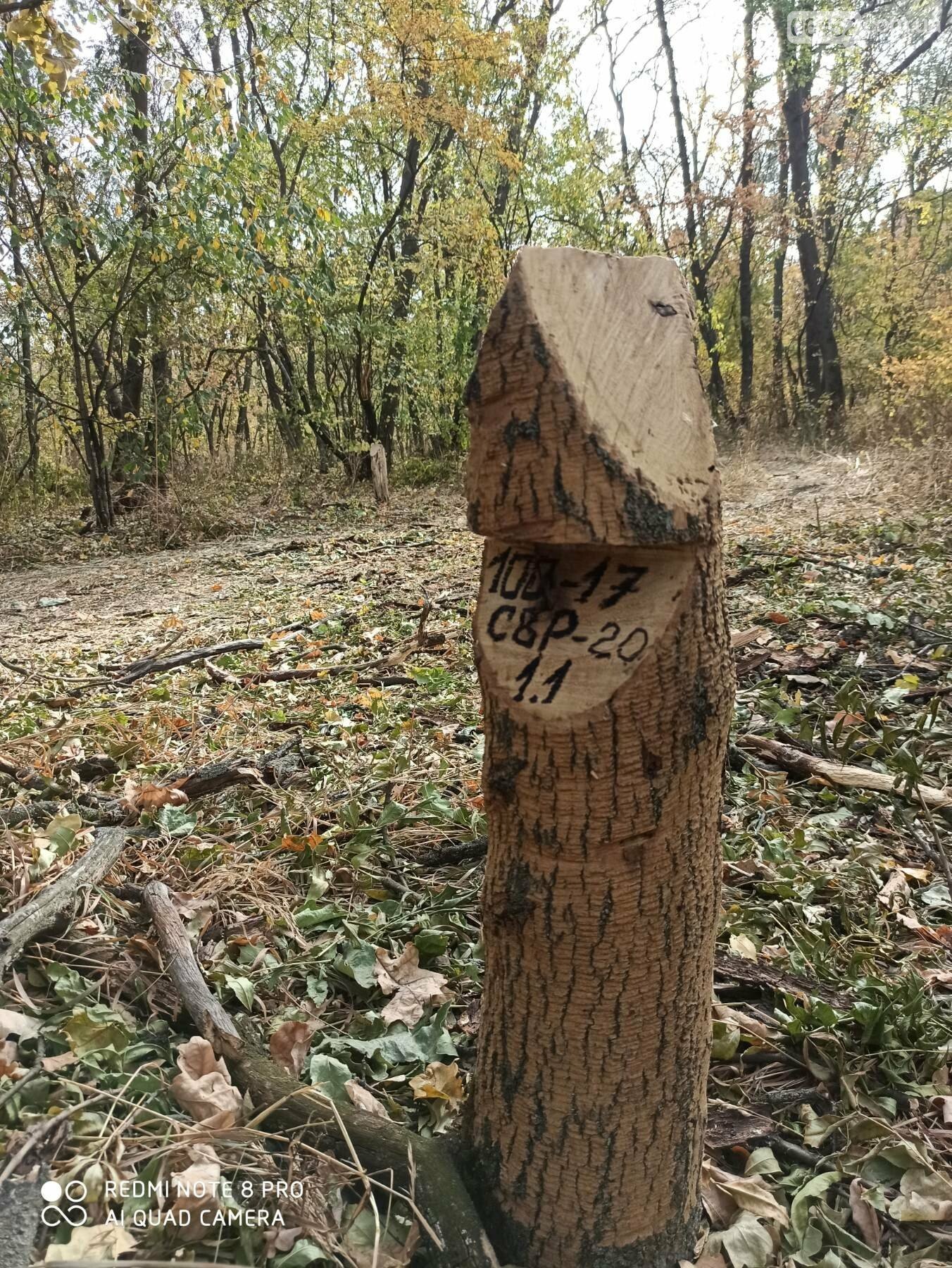 В пригородах Северодонецка массово вырубают деревья, фото-3