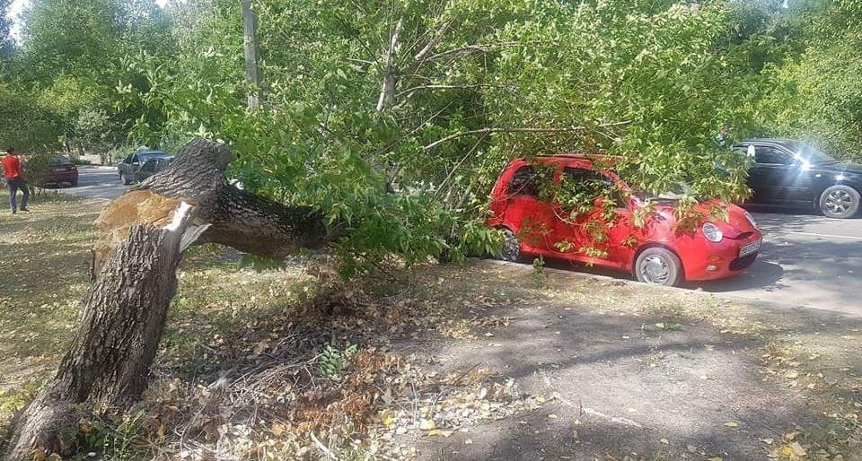 В Северодонецке дерево упало на автомобиль В Северодонецке дерево упало на автомобиль, Александра