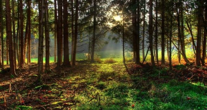 Жителям Луганщины запретят посещать лес 