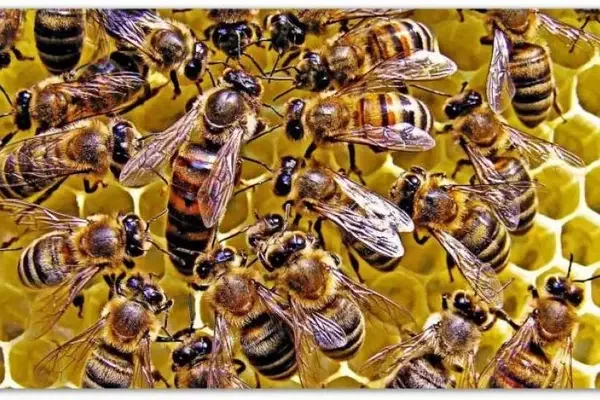 Матка пчелиная, порода 